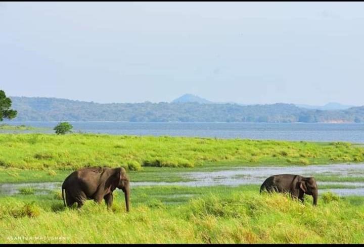 Arani Homestay Polonnaruwa Exteriör bild