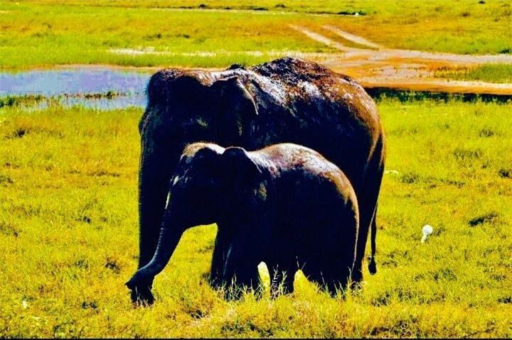 Arani Homestay Polonnaruwa Exteriör bild