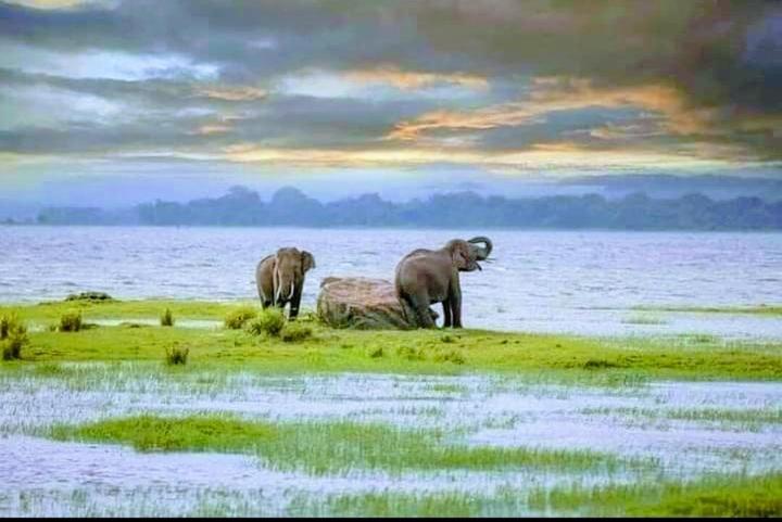 Arani Homestay Polonnaruwa Exteriör bild